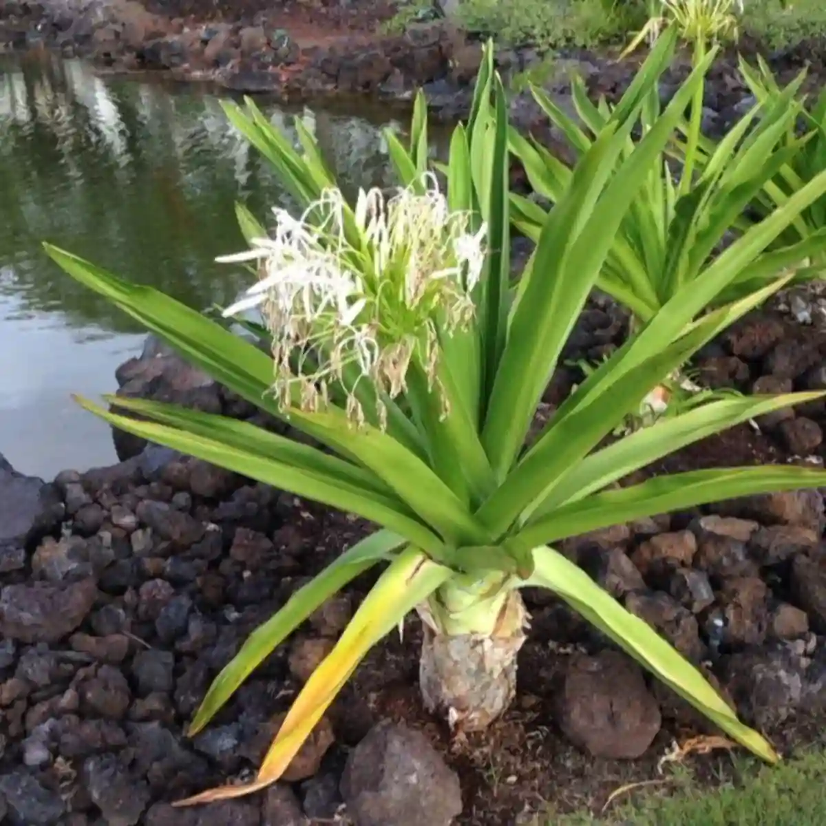 Giant lily green
